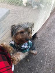 Lost Male Dog last seen Wilson, and Earl, Saint Paul, MN 55106