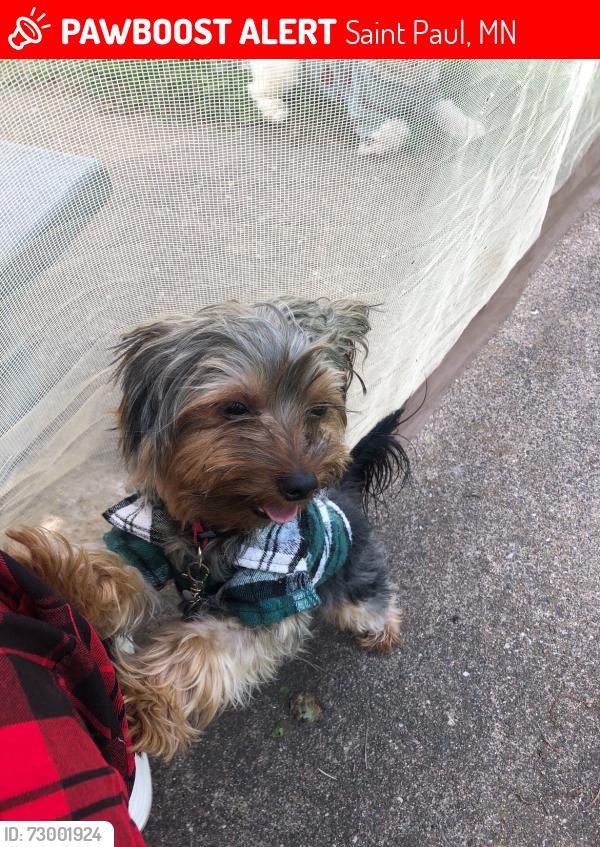 Lost Male Dog last seen Wilson, and Earl, Saint Paul, MN 55106