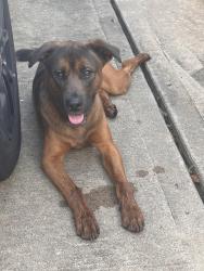 Reunited Male Dog last seen Fairfield, by the Houston Premium Outlets, Cypress, TX 77433