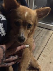 Found/Stray Male Dog last seen Blackfoot Dr and Choctaw Dr, Henderson County, TX 75156