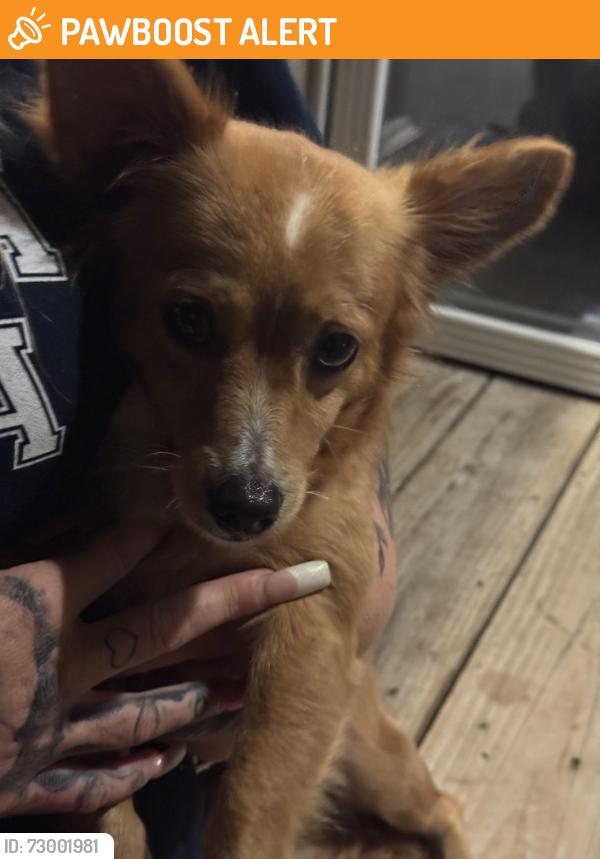 Found/Stray Male Dog last seen Blackfoot Dr and Choctaw Dr, Henderson County, TX 75156