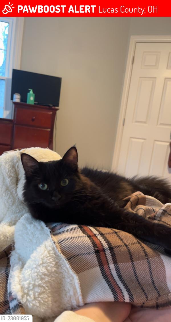 Lost Female Cat last seen Mr Freeze, Lucas County, OH 43617