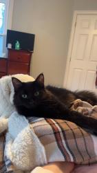 Lost Female Cat last seen Mr Freeze, Lucas County, OH 43617