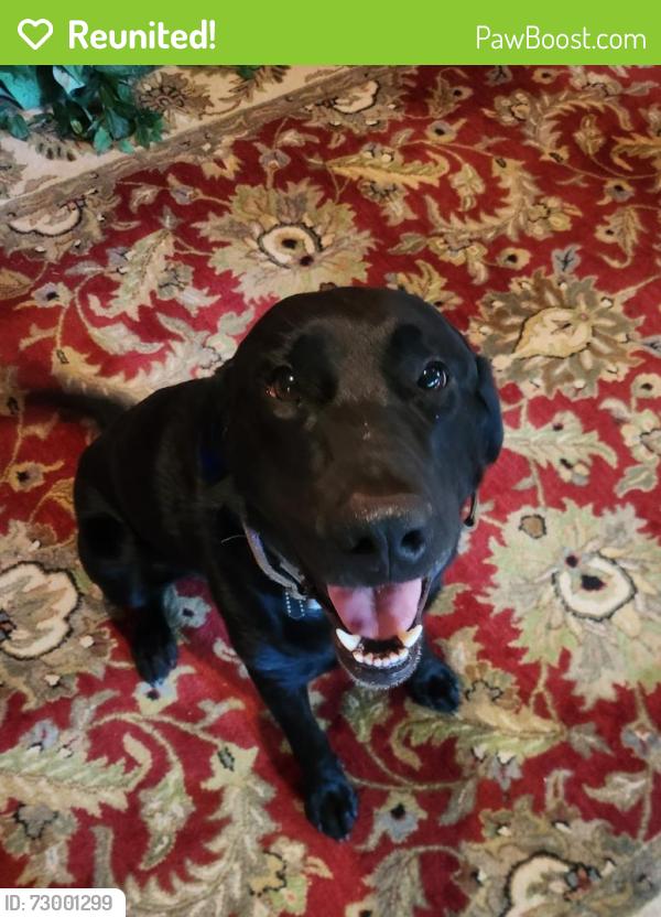 Reunited Male Dog last seen Hood Road Charlotte, NC 28215, Charlotte, NC 28215