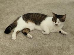 Lost Male Cat last seen Winton avenue to the north and west Tennyson  to the south. Nearby landmarks are apmt complexes and a gas station., Hayward, CA 94544