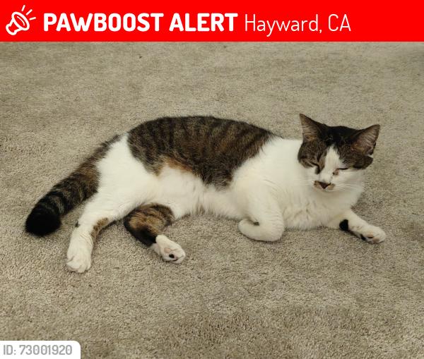 Lost Male Cat last seen Winton avenue to the north and west Tennyson  to the south. Nearby landmarks are apmt complexes and a gas station., Hayward, CA 94544