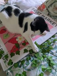 Lost Male Cat last seen Lake Josephine, Dundee, FL 33838