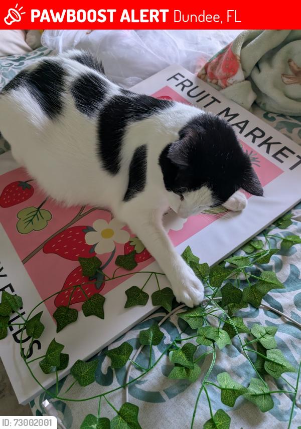 Lost Male Cat last seen Lake Josephine, Dundee, FL 33838