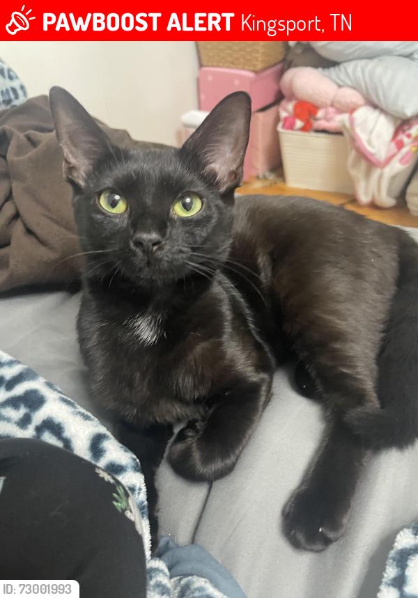 Lost Female Cat last seen Dobyns Bennett high school, Kingsport, TN 37664