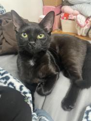Lost Female Cat last seen Dobyns Bennett high school, Kingsport, TN 37664