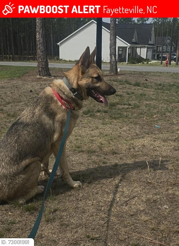 Lost Male Dog last seen 210-526 Elliot Farm Rd, Fayetteville, NC 28311, Fayetteville, NC 28311