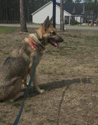 Lost Male Dog last seen 210-526 Elliot Farm Rd, Fayetteville, NC 28311, Fayetteville, NC 28311