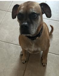 Reunited Male Dog last seen Glen arbor, Encinitas, CA 92024