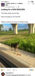 Found/Stray Female Dog last seen Near tollroad & FM1413, Dayton, TX 77535