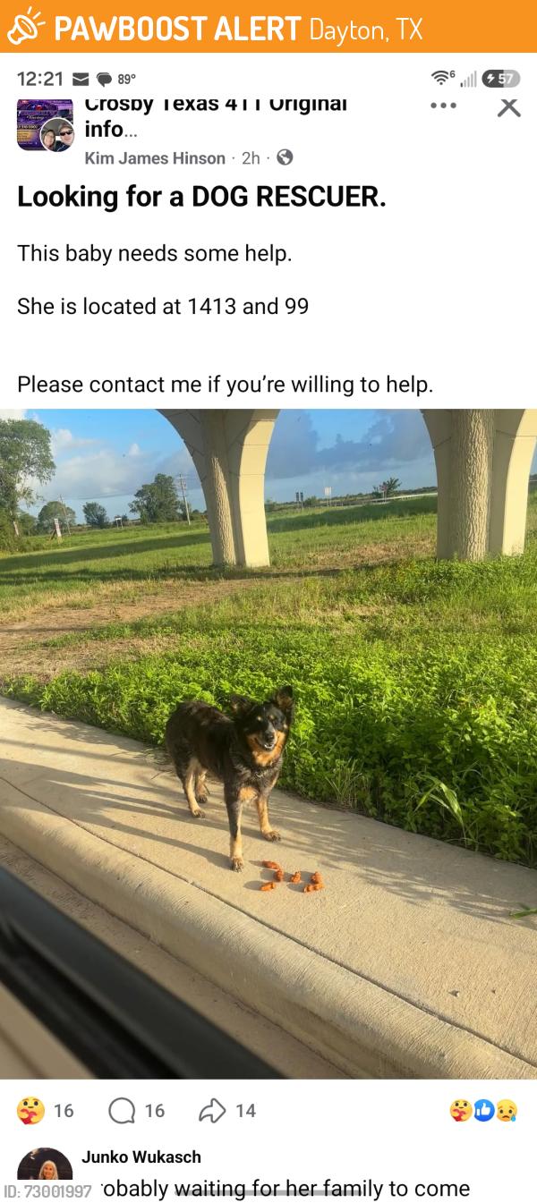 Found/Stray Female Dog last seen Near tollroad & FM1413, Dayton, TX 77535