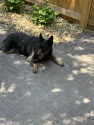 Found/Stray Unknown Dog last seen Btw 3rd and 4th Street on Grant St, Denver, CO 80203