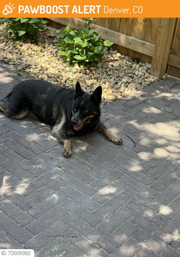 Found/Stray Unknown Dog last seen Btw 3rd and 4th Street on Grant St, Denver, CO 80203