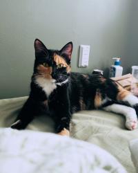 Lost Female Cat last seen 24th St & Ancaster, Topeka, KS 66614