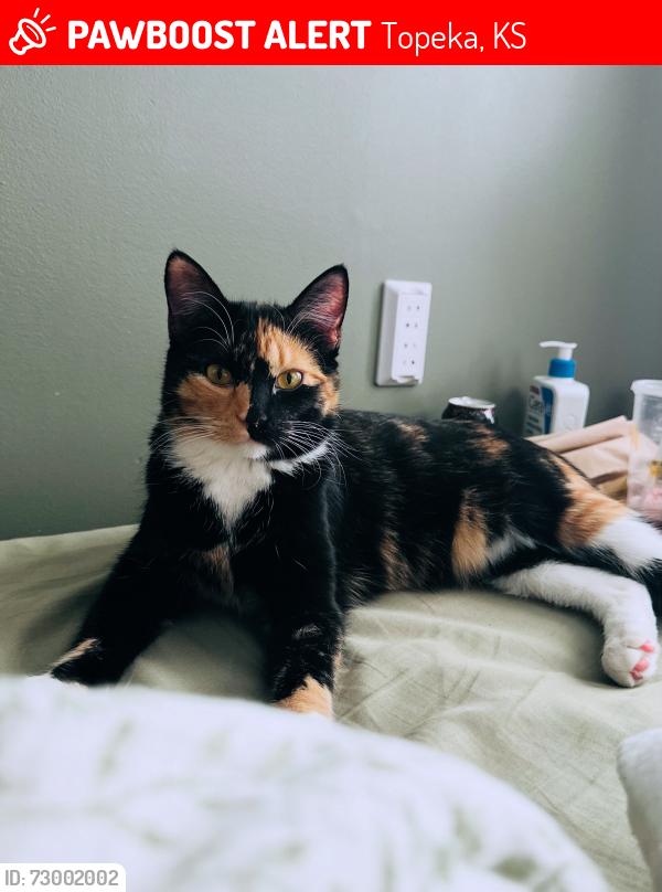 Lost Female Cat last seen 24th St & Ancaster, Topeka, KS 66614