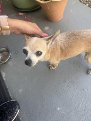 Reunited Unknown Dog last seen Across LBJ school, Grand Prairie, TX 75052