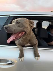 Found/Stray Female Dog last seen Yorkshire and 43rd Ave, Phoenix, AZ 85304