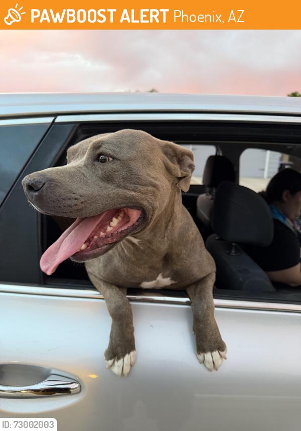 Found/Stray Female Dog last seen Yorkshire and 43rd Ave, Phoenix, AZ 85304