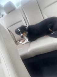 Found/Stray Female Dog last seen wawa, Louisville, KY 40229