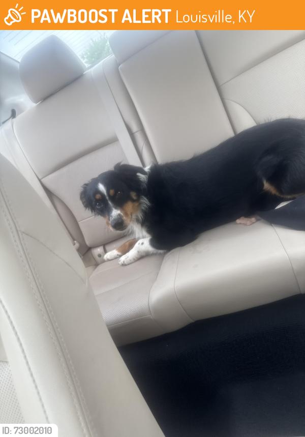 Found/Stray Female Dog last seen wawa, Louisville, KY 40229