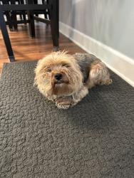 Found/Stray Female Dog last seen 47th and 5th St , Columbia Heights, MN 55421