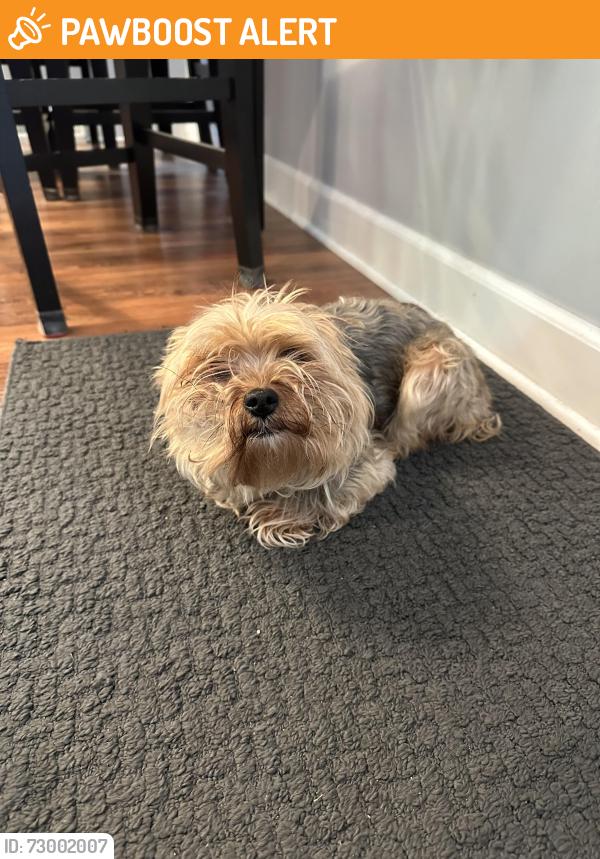 Found/Stray Female Dog last seen 47th and 5th St , Columbia Heights, MN 55421