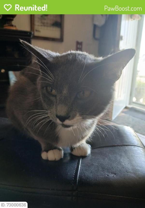 Reunited Male Cat last seen Beau Harp Ct, Houston, TX 77049, USA, Houston, TX 77049