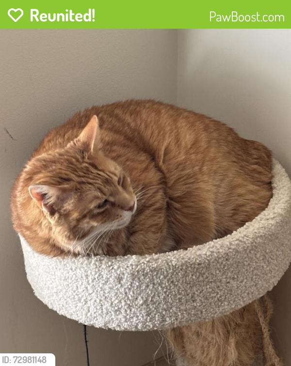 Reunited Male Cat last seen Near Merganser Terrace deck/yard, Chesterfield, VA 23838
