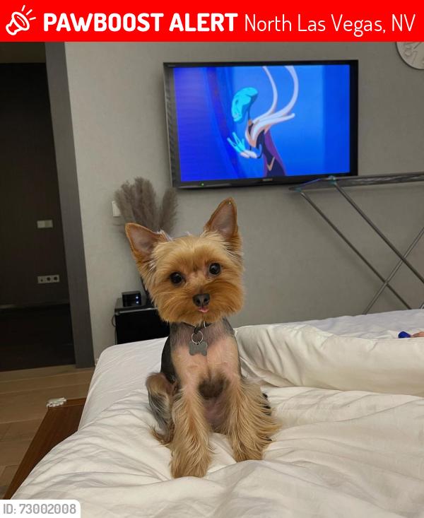 Lost Male Dog last seen E Carey Ave & Civic Center Dr, North Las Vegas, NV 89030