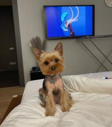 Lost Male Dog last seen E Carey Ave & Civic Center Dr, North Las Vegas, NV 89030