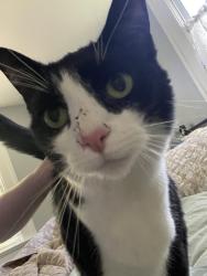 Lost Female Cat last seen Nuttman Ave, Fort Wayne, IN 46809