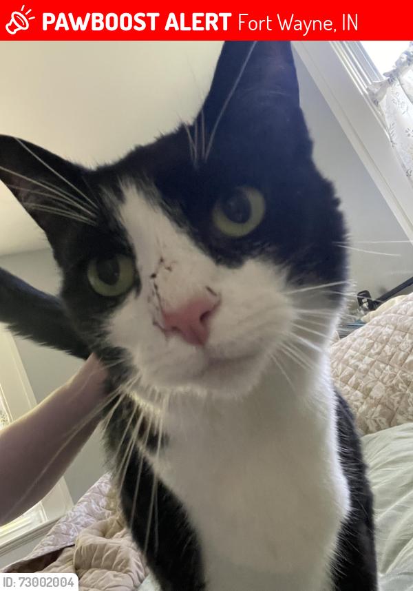 Lost Female Cat last seen Nuttman Ave, Fort Wayne, IN 46809