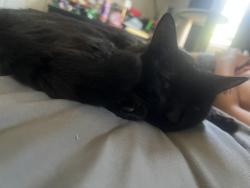 Reunited Male Cat last seen Colemore st and Annable St, Agawam, MA 01030