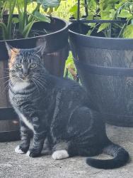 Lost Female Cat last seen St John's in the i-65 bypass, Elizabethtown, KY 42701