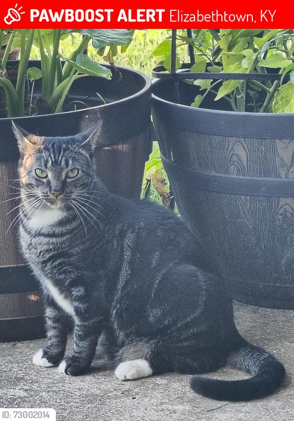Lost Female Cat last seen St John's in the i-65 bypass, Elizabethtown, KY 42701