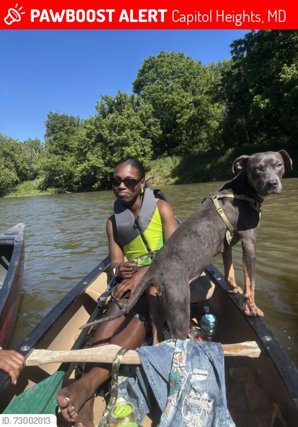 Lost Female Dog last seen She’ll gas station , Capitol Heights, MD 20743