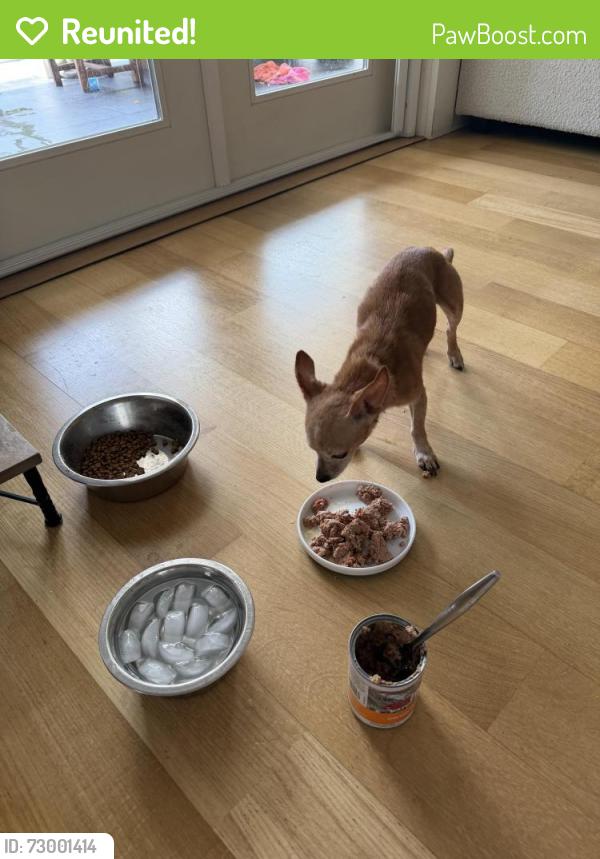Reunited Female Dog last seen 5th St and Sherry , Atlantic Beach, FL 32233