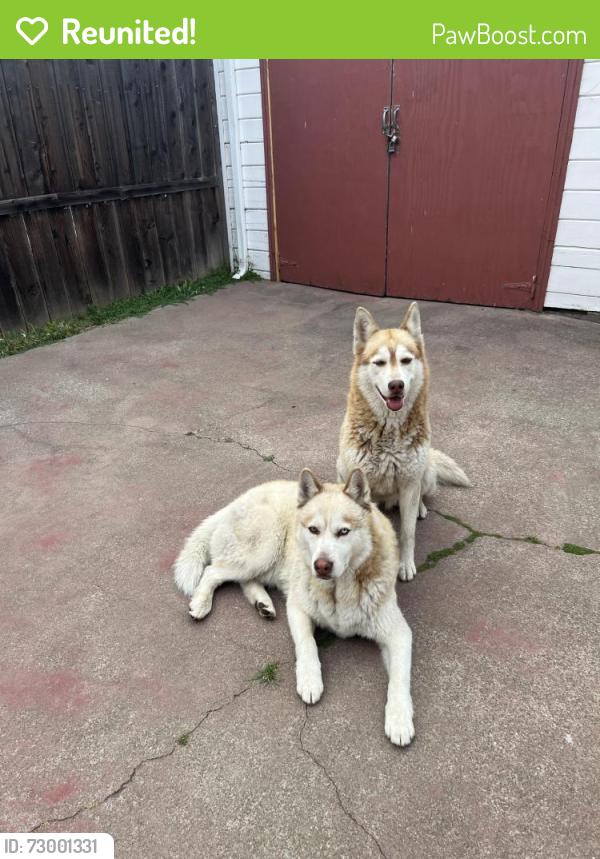 Reunited Female Dog last seen Maywood and Krause by Arroyo park, Oakland, CA 94605