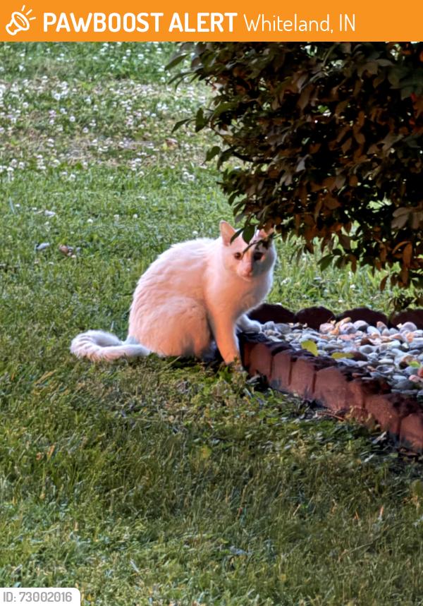 Found/Stray Unknown Cat last seen US 31 South and Tracy Road/ Ashland Ave, Whiteland, IN 46184