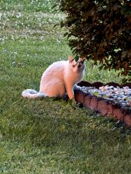 Found/Stray Unknown Cat last seen US 31 South and Tracy Road/ Ashland Ave, Whiteland, IN 46184