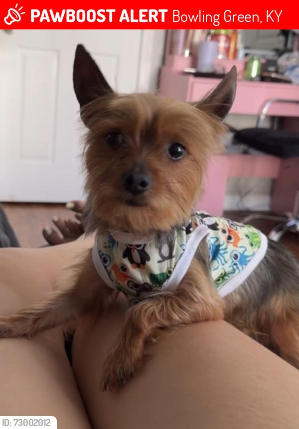 Lost Male Dog last seen Near Wiltshire st, Bowling Green, KY 42101