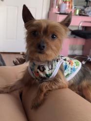 Lost Male Dog last seen Near Wiltshire st, Bowling Green, KY 42101
