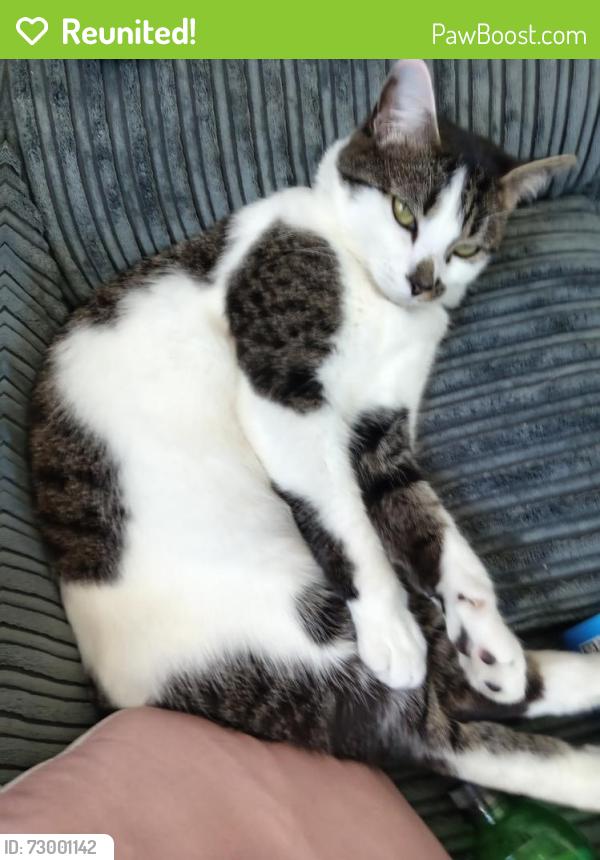 Reunited Male Cat last seen Caerau, Maesteg , Bridgend County Borough, Wales CF34 0SN