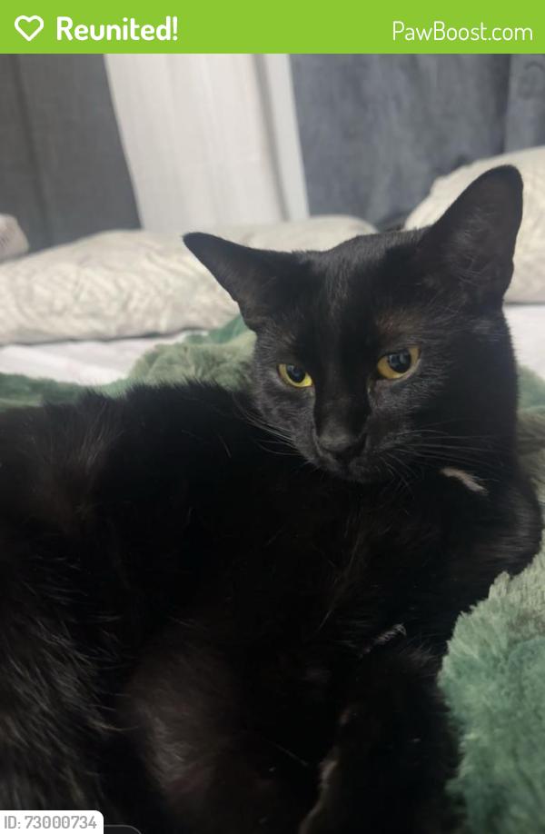 Reunited Male Cat last seen Near Street Daly Grove area , Edmonton, AB T6L