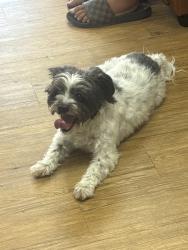 Reunited Male Dog last seen Broad ave. , Belle Vernon, PA 15012
