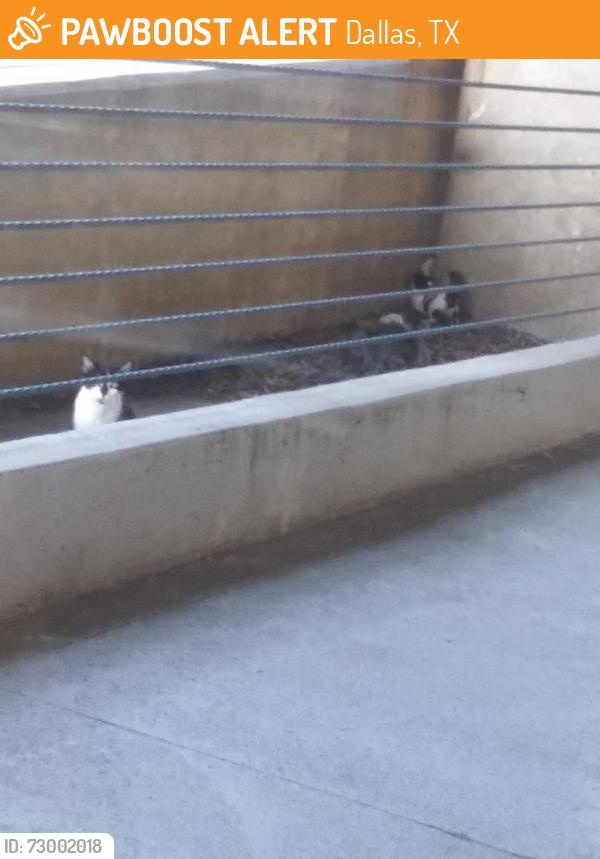 Found/Stray Unknown Cat last seen Garage parking, near the ramp to rooftop parking, Dallas, TX 75237